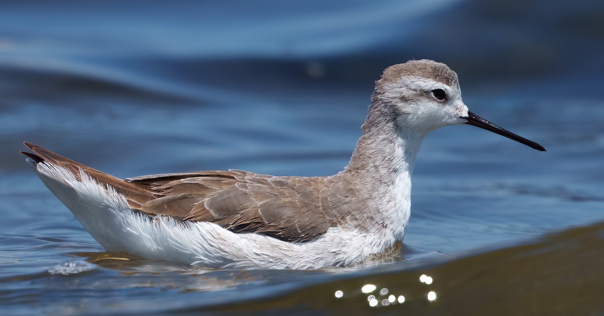 Wilsonwassertreter - ML645667116