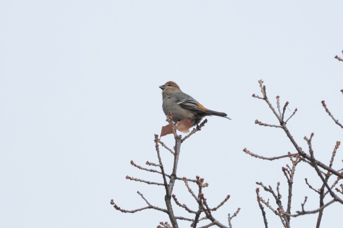 Pine Grosbeak - ML645667119