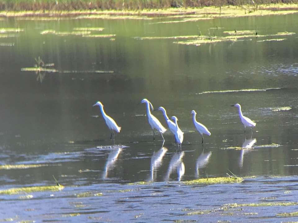 Aigrette garzette - ML645667129