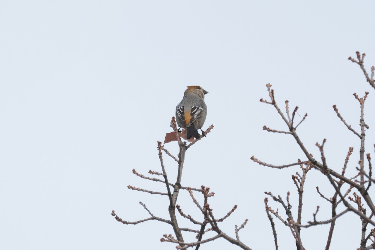 hýl křivčí - ML645667131