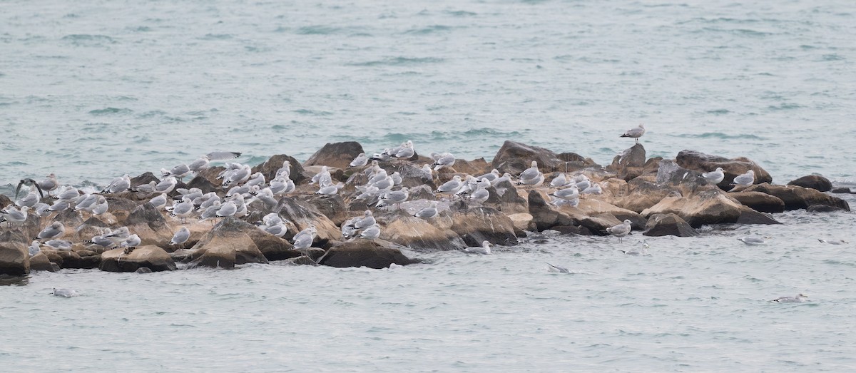 racek americký - ML645667132