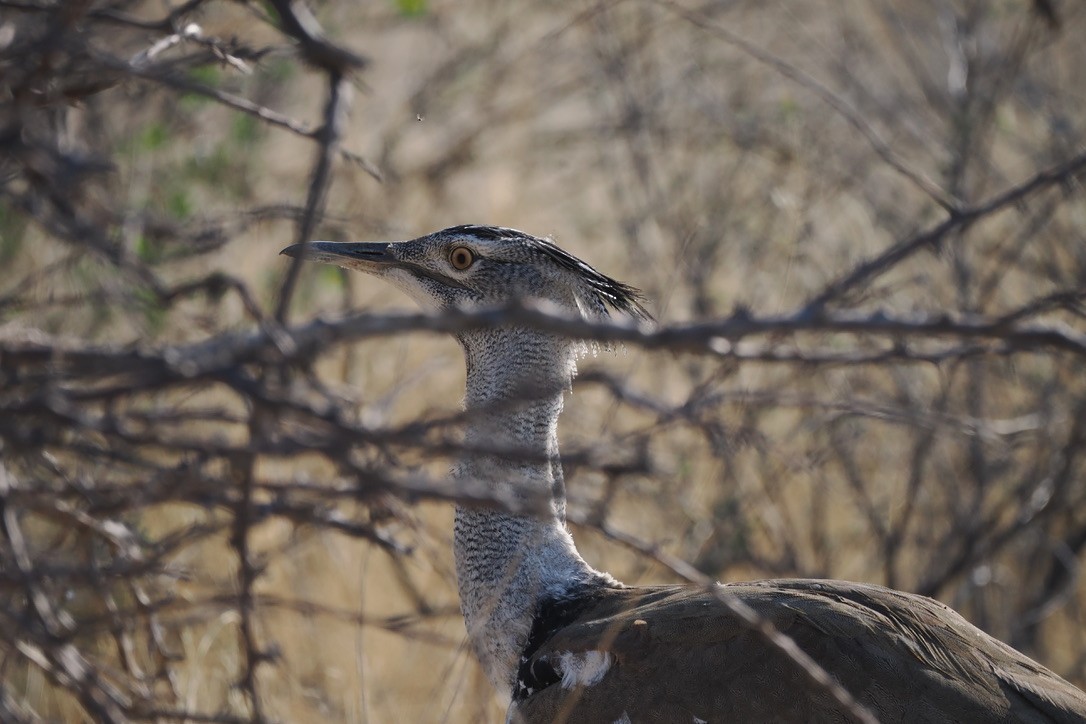 アフリカオオノガン - ML645667137