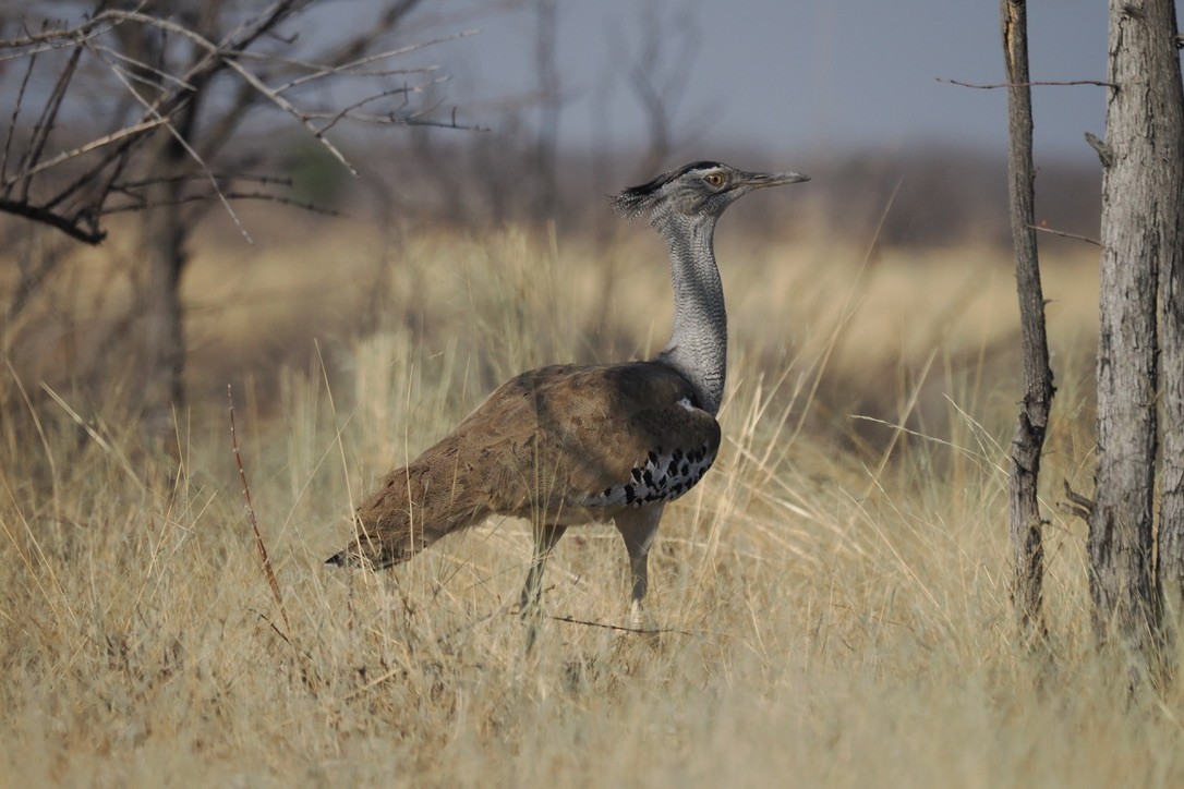 アフリカオオノガン - ML645667140