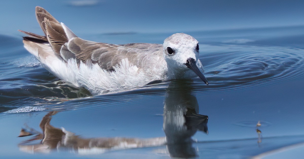 Wilsonwassertreter - ML645667143