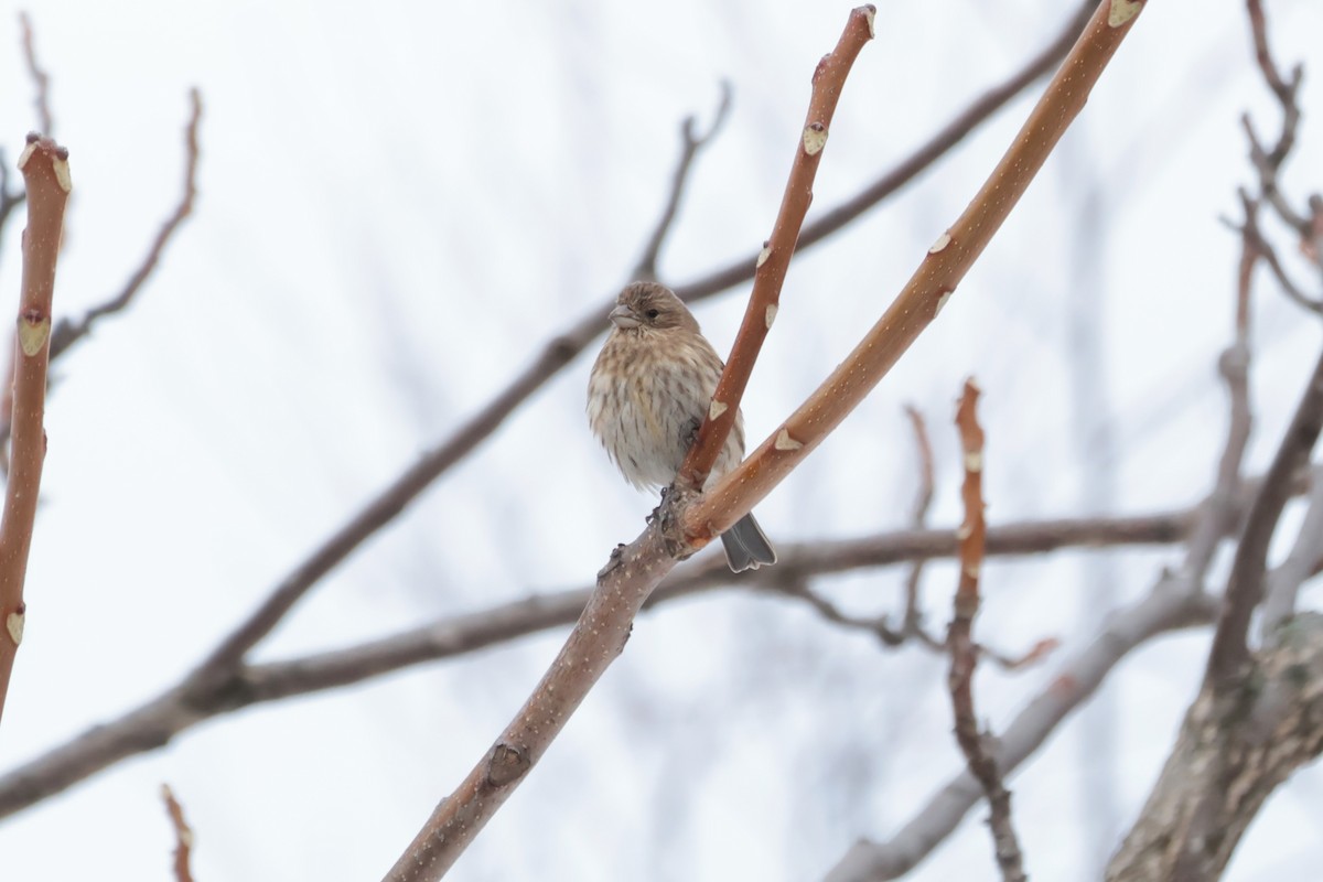 hýl rudoprsý - ML645667146