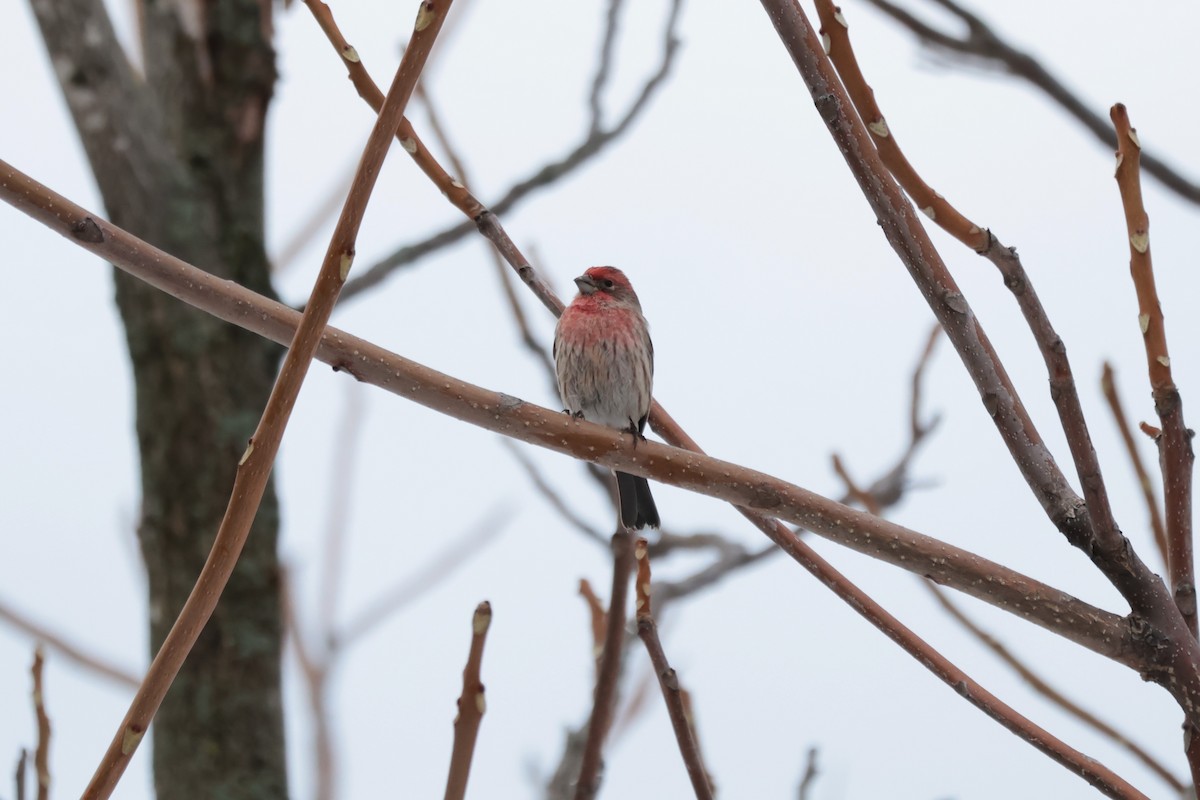 hýl rudoprsý - ML645667147