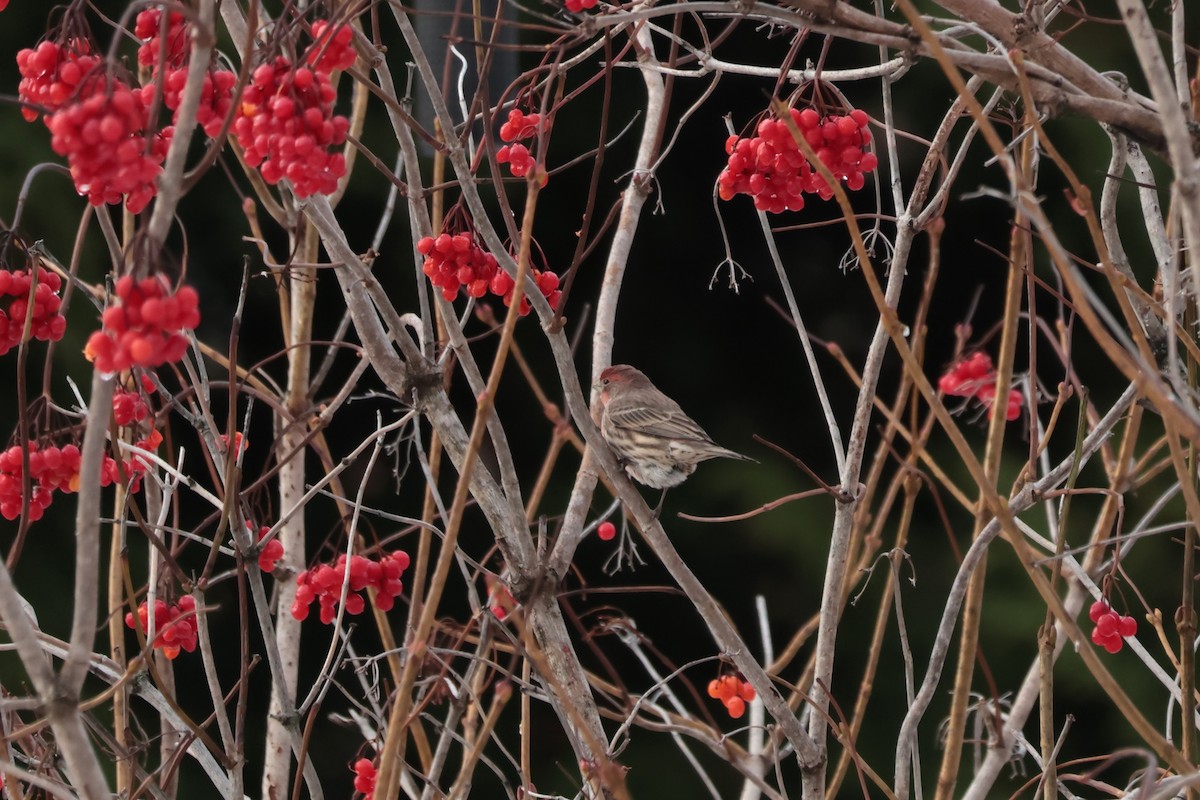 hýl rudoprsý - ML645667148