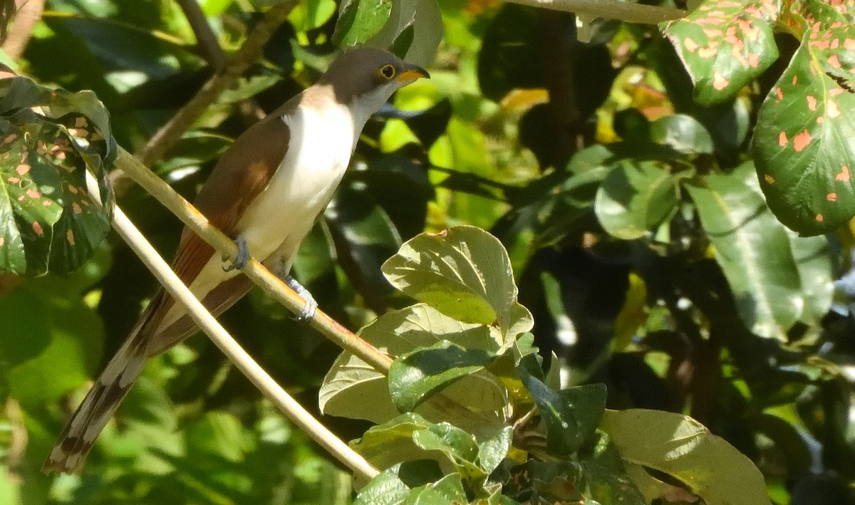 Yellow-billed Cuckoo - ML645667156