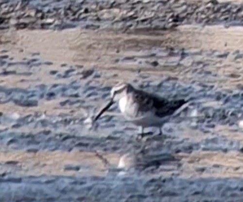 Broad-billed Sandpiper - ML645667172