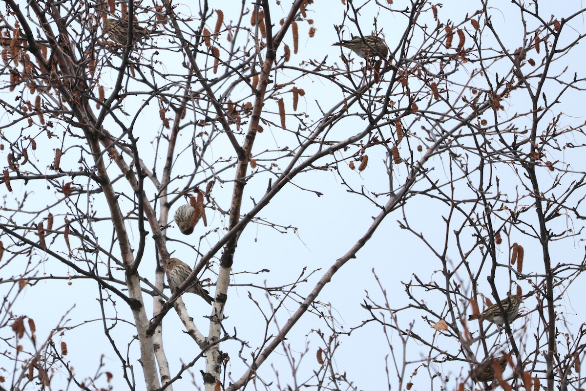 čížek severoamerický - ML645667177