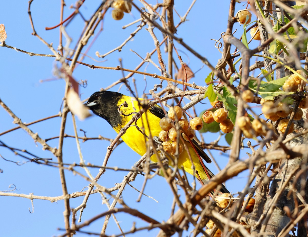 Audubon's Oriole - ML645667191