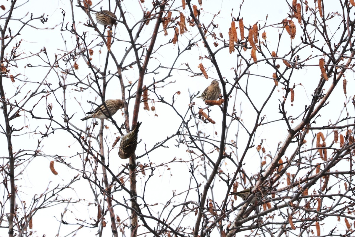 čížek severoamerický - ML645667192