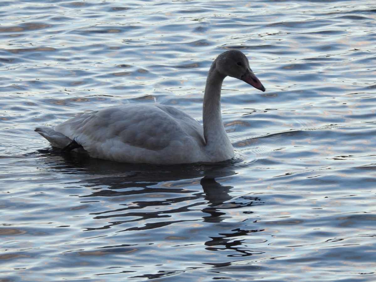 Tundra Swan - ML645667194