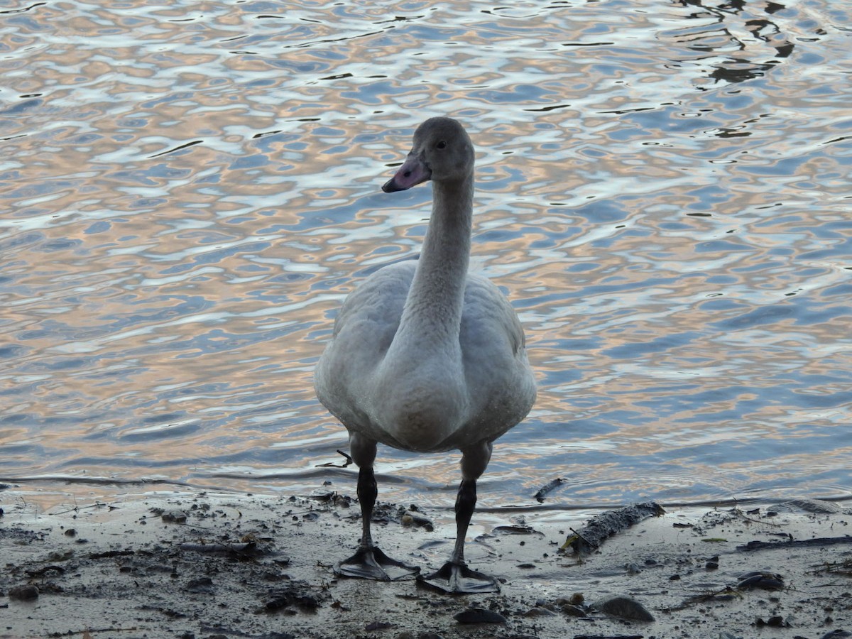 Tundra Swan - ML645667195