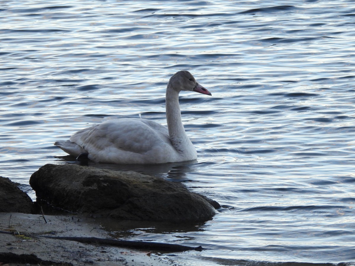 Tundra Swan - ML645667196