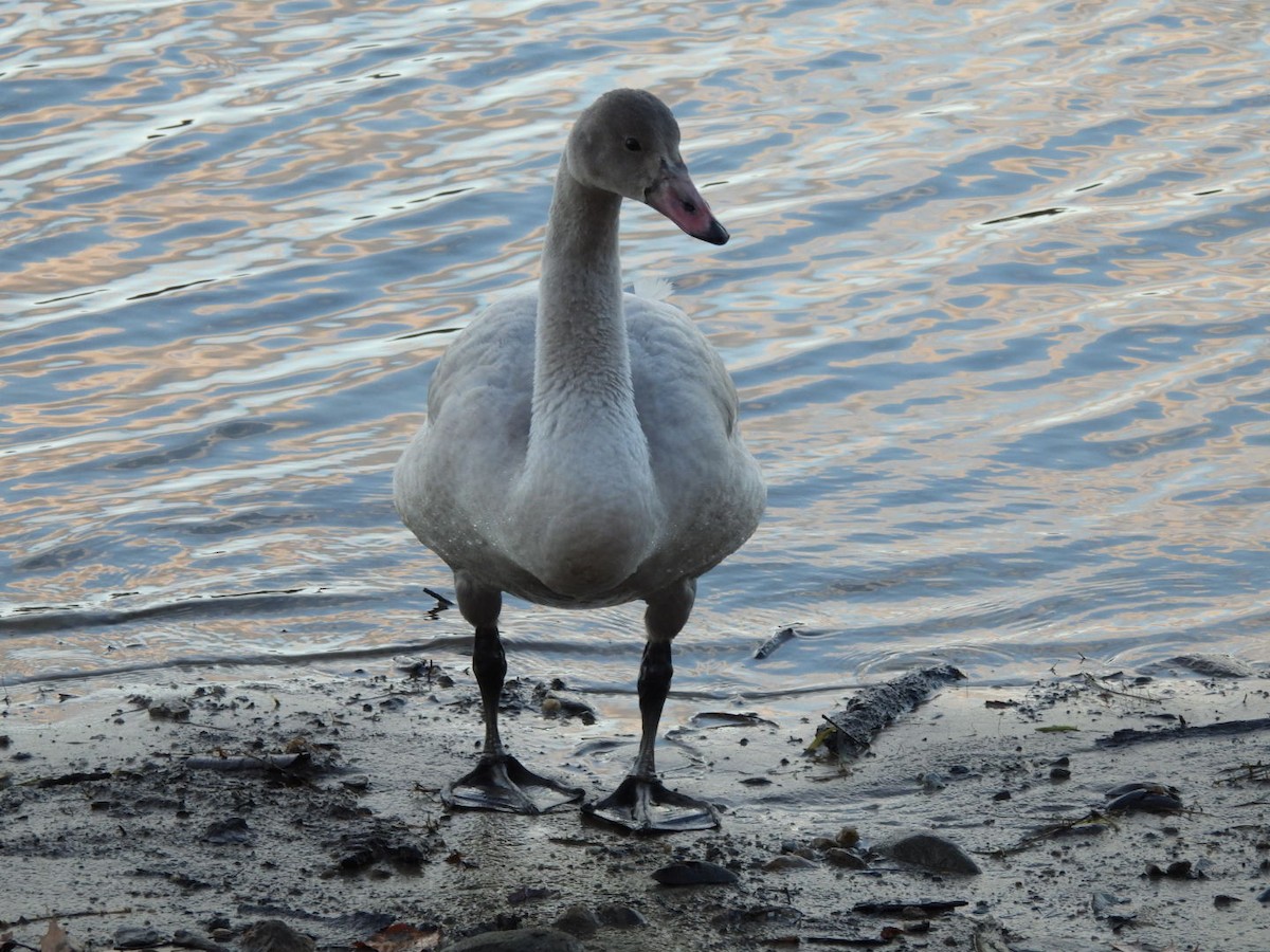 Tundra Swan - ML645667197