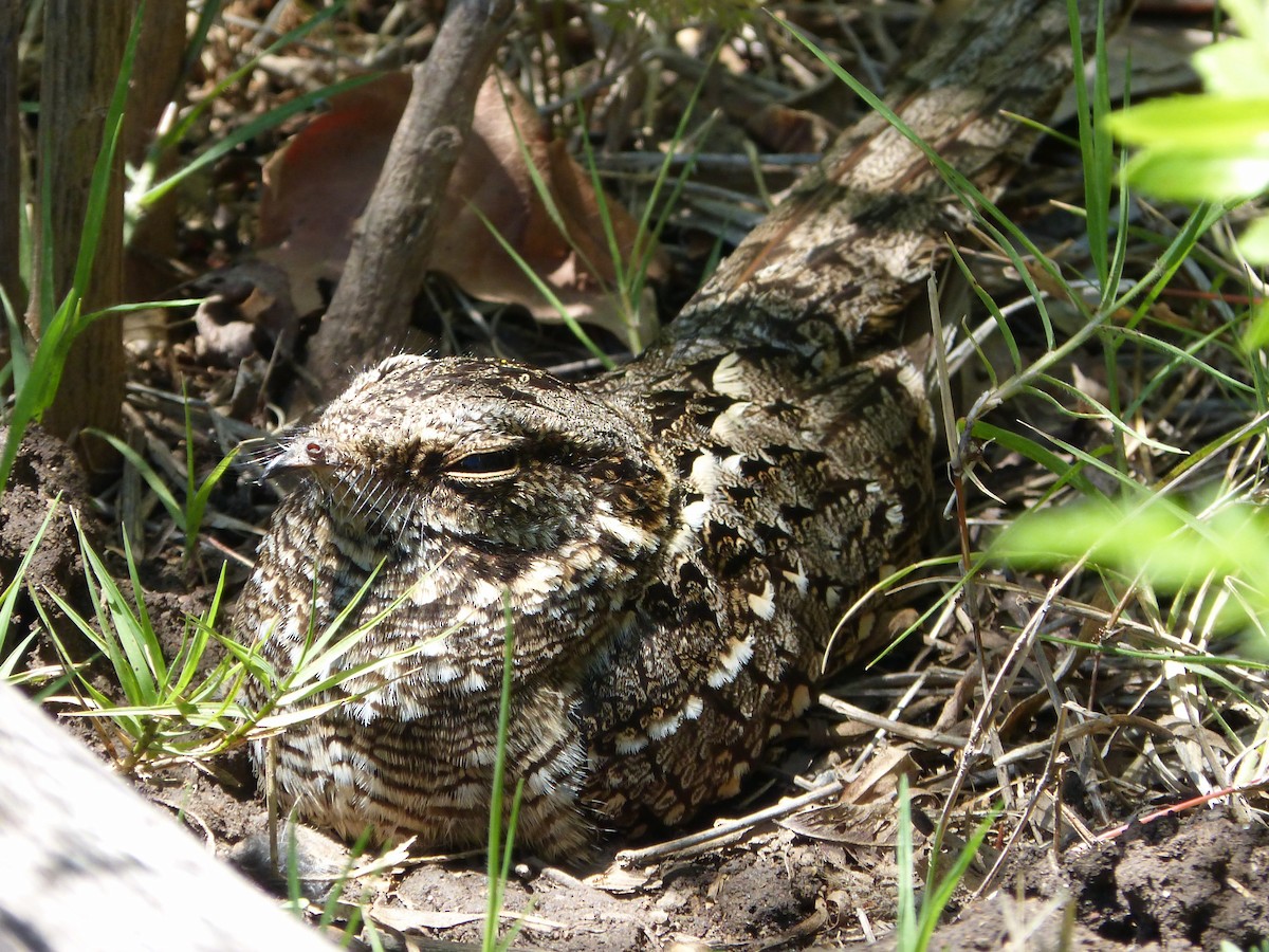 Scissor-tailed Nightjar - ML645667199