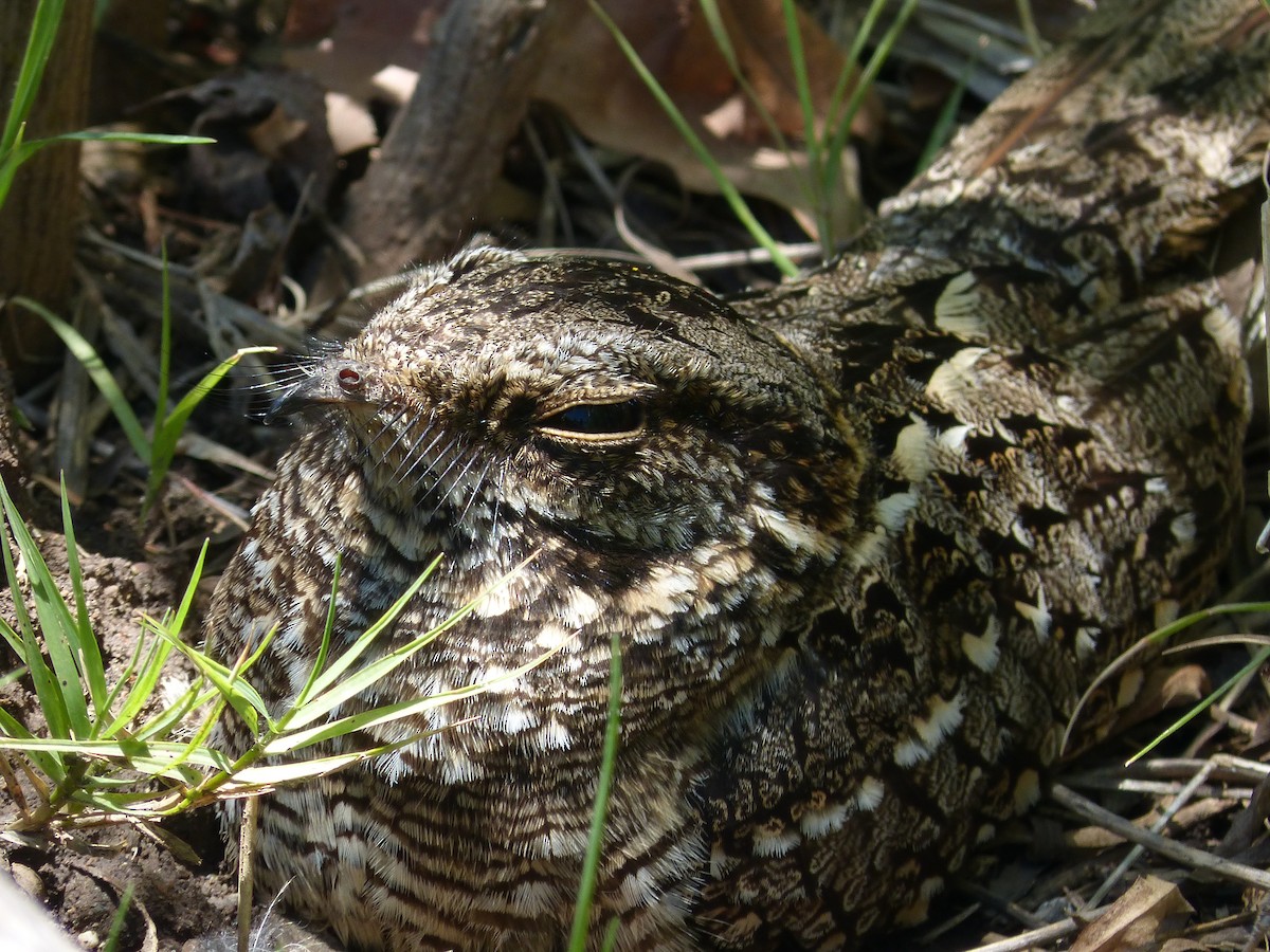 Scissor-tailed Nightjar - ML645667201