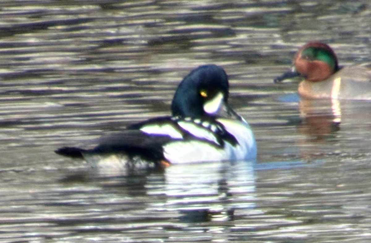 Barrow's Goldeneye - ML645667203