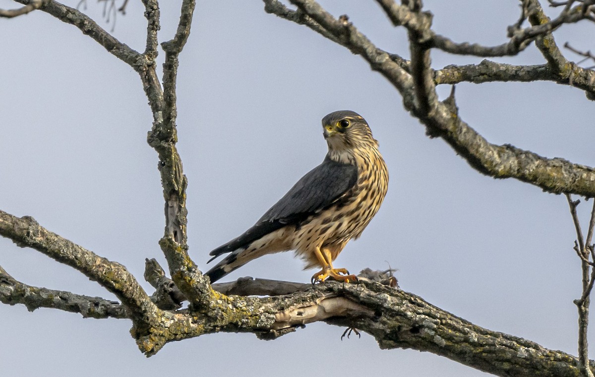 灰背隼 - ML645667207