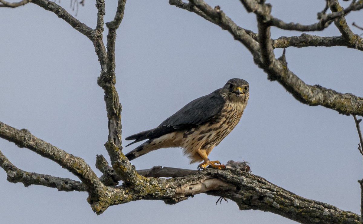 灰背隼 - ML645667208