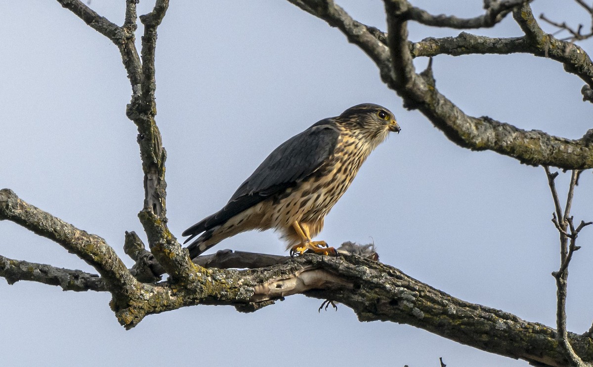 灰背隼 - ML645667209