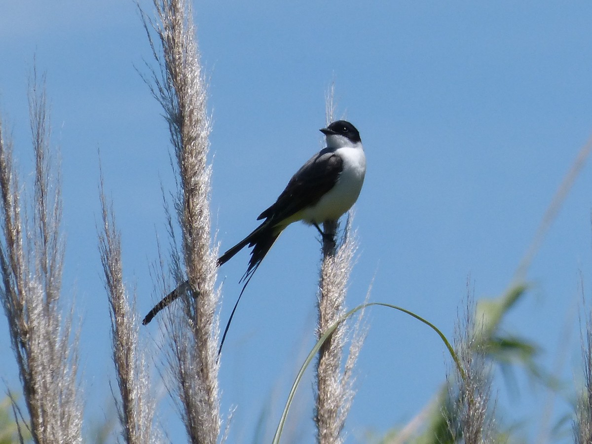 Fork-tailed Flycatcher - ML645667216