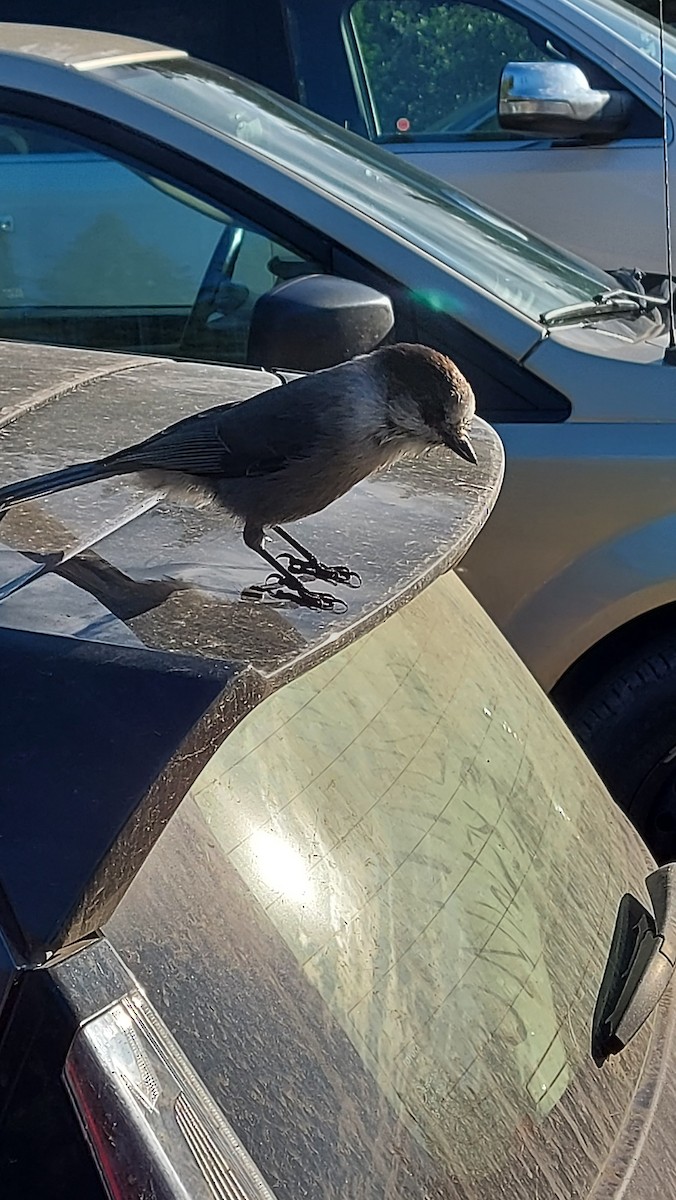 Canada Jay - ML645667217