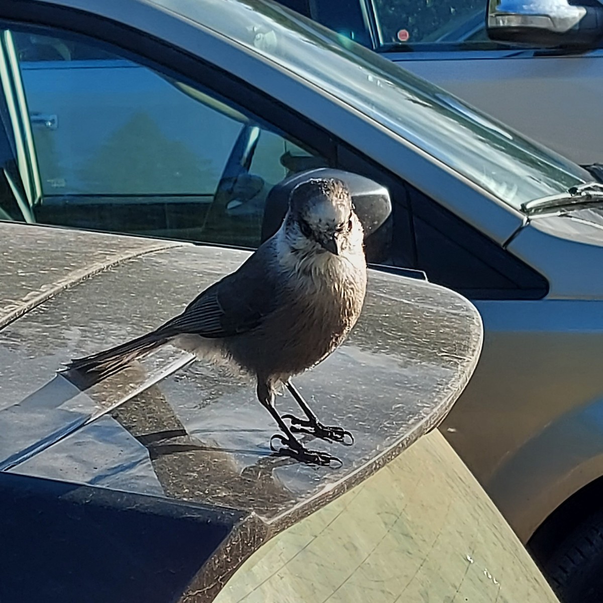 Canada Jay - ML645667218