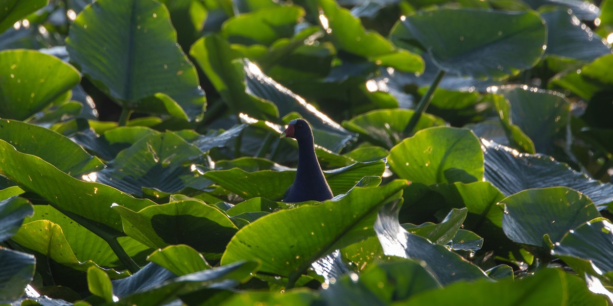 Purple Gallinule - ML645667219