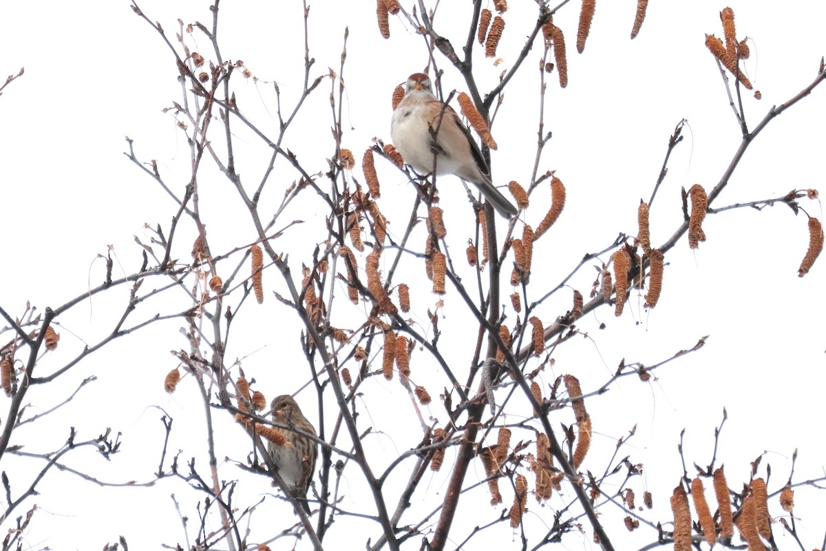 strnádka pokřovní - ML645667220