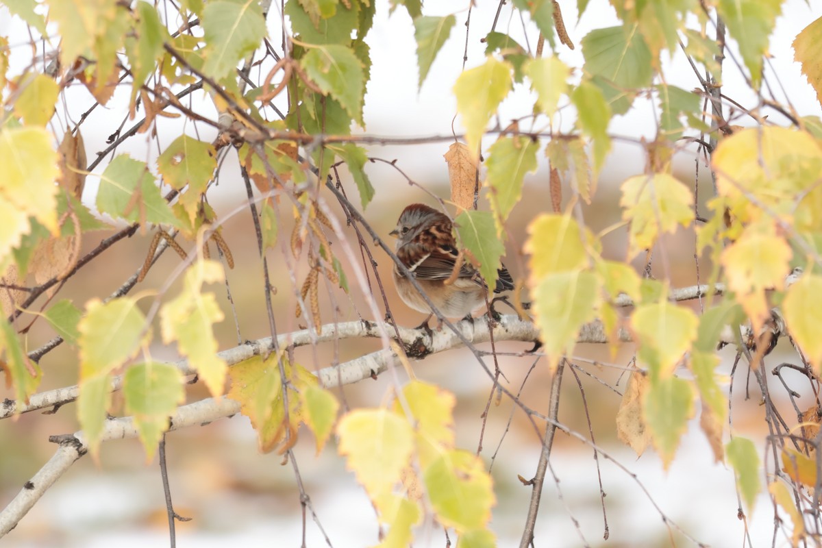 strnádka pokřovní - ML645667221