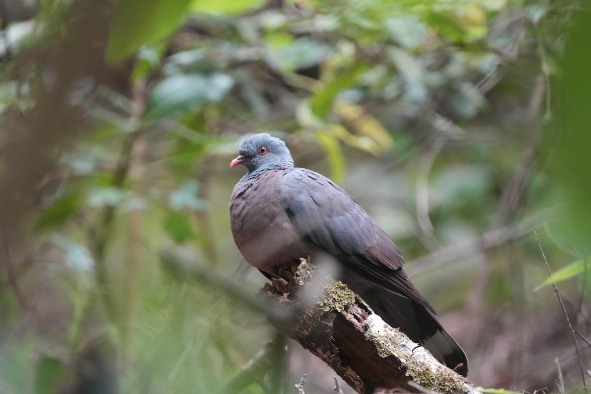 Bolle's Pigeon - ML645667222