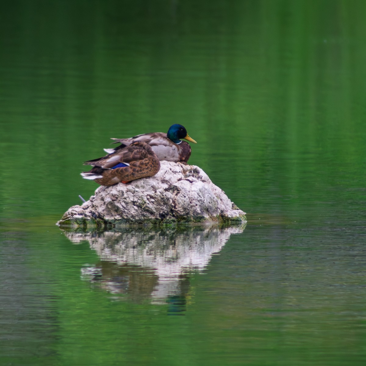 Mallard - ML645667223