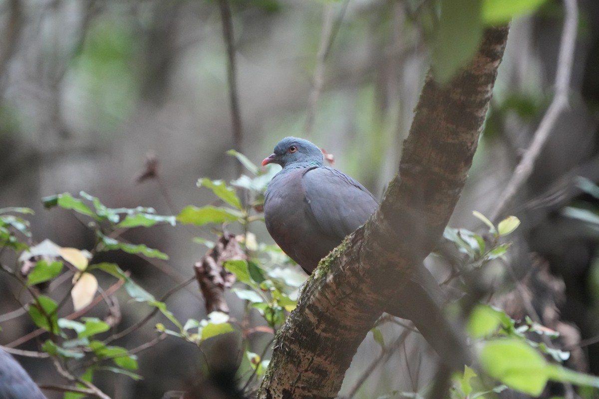 Bolle's Pigeon - ML645667225