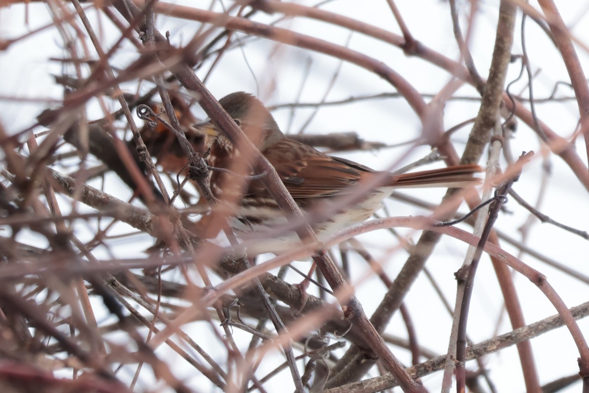 strnadec kaštanový - ML645667230