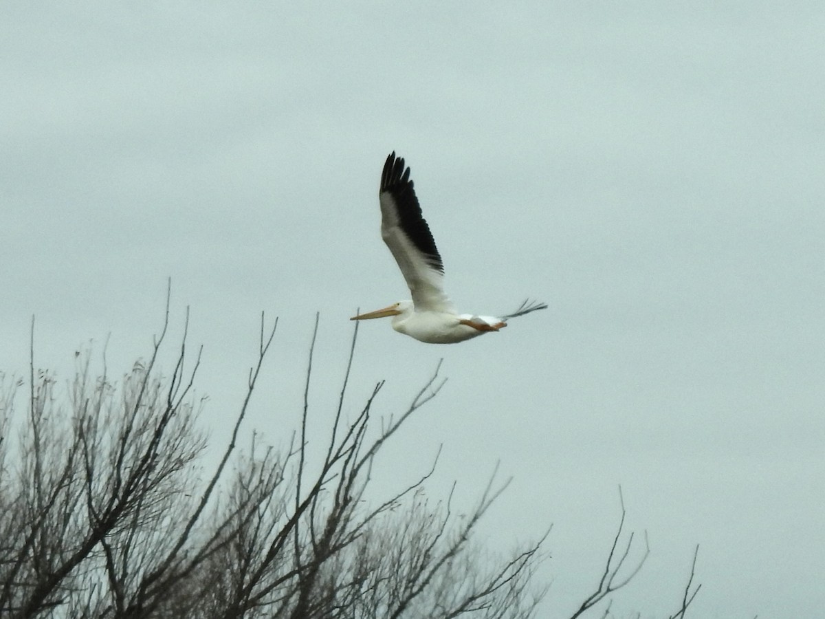 American White Pelican - ML645667232