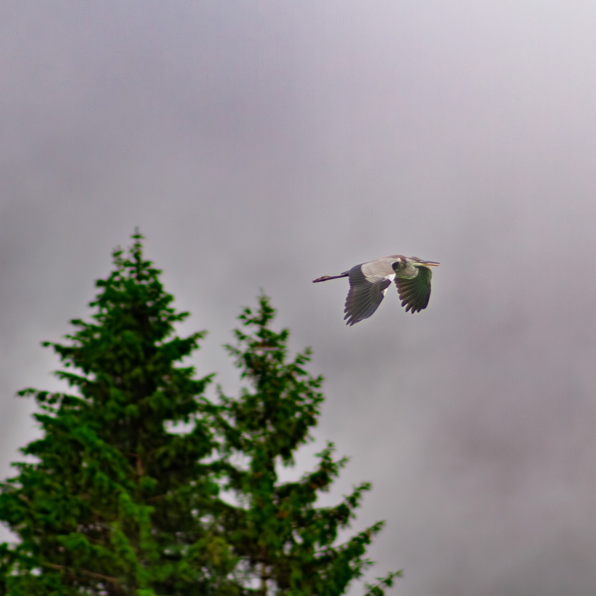 Gray Heron - ML645667241