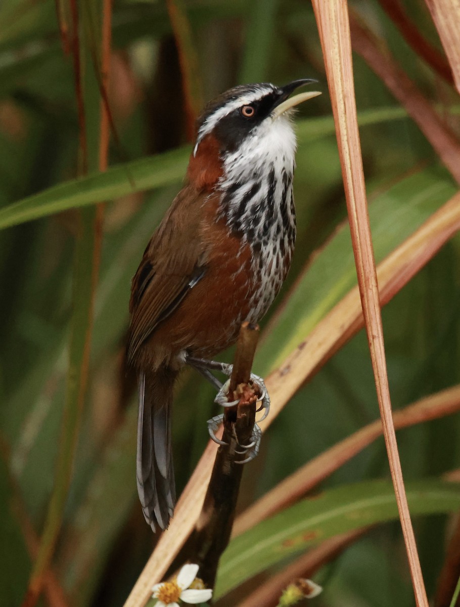 小彎嘴 - ML645667242