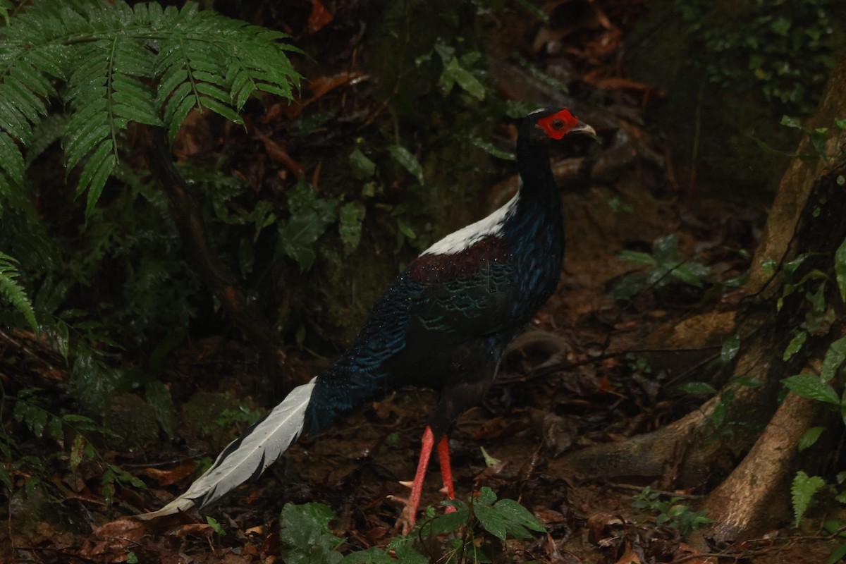 藍腹鷴 - ML645667244