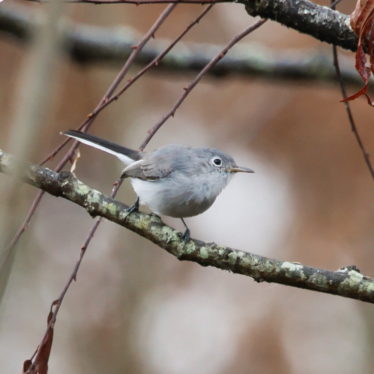 Голубая комароловка - ML645667245