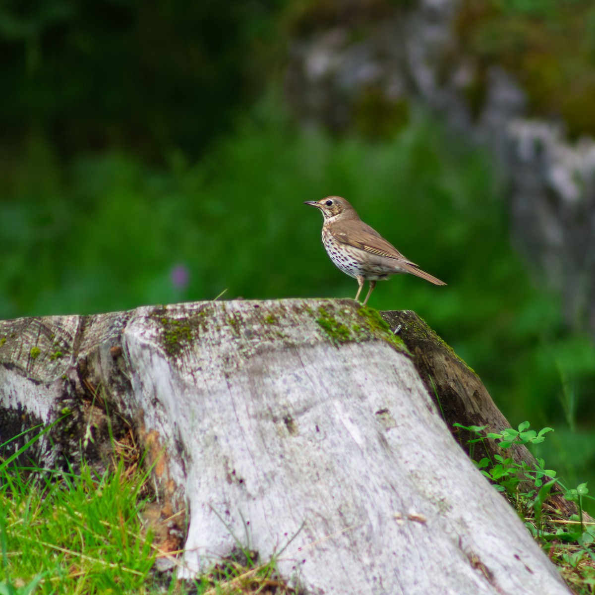 Song Thrush - ML645667246