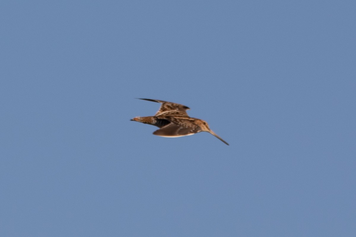 Wilson's Snipe - ML645667252