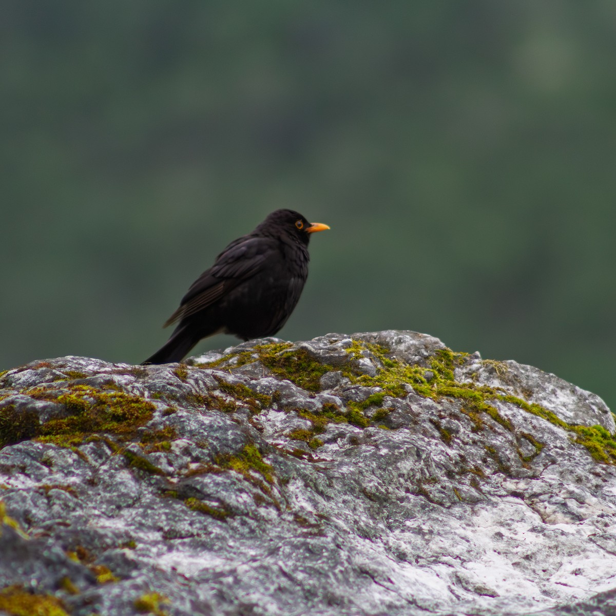 Eurasian Blackbird - ML645667254