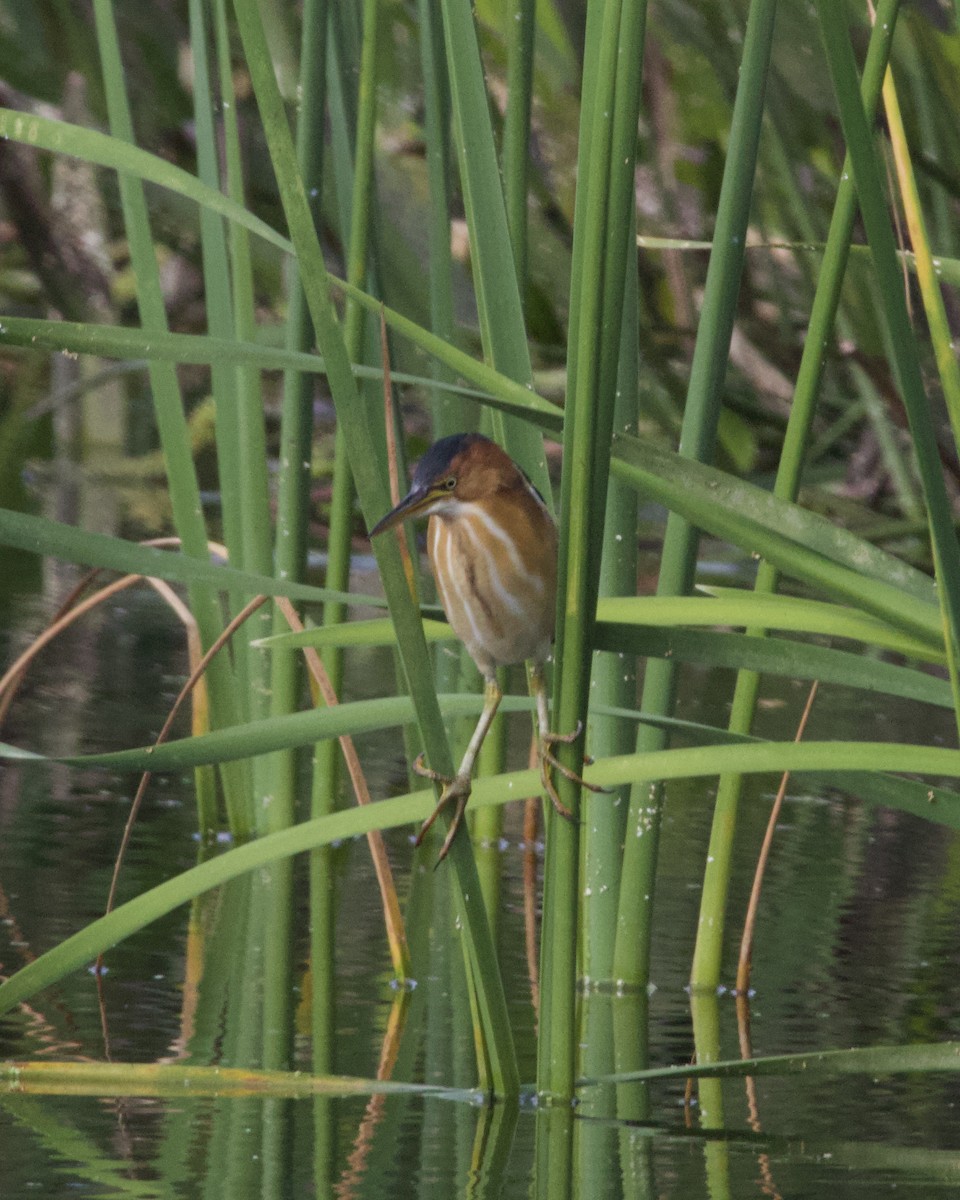 Least Bittern - ML645667258
