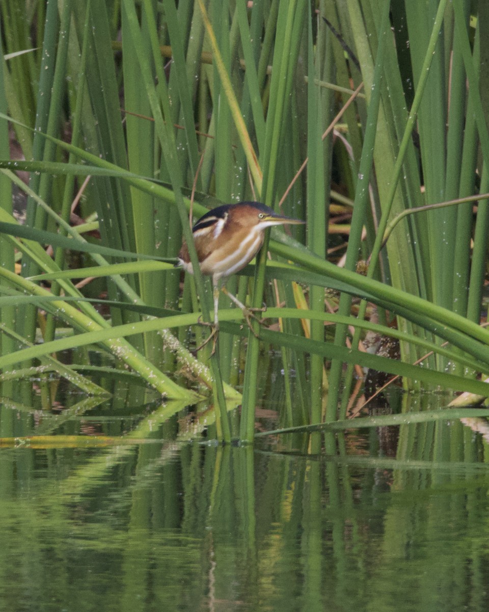 Least Bittern - ML645667259