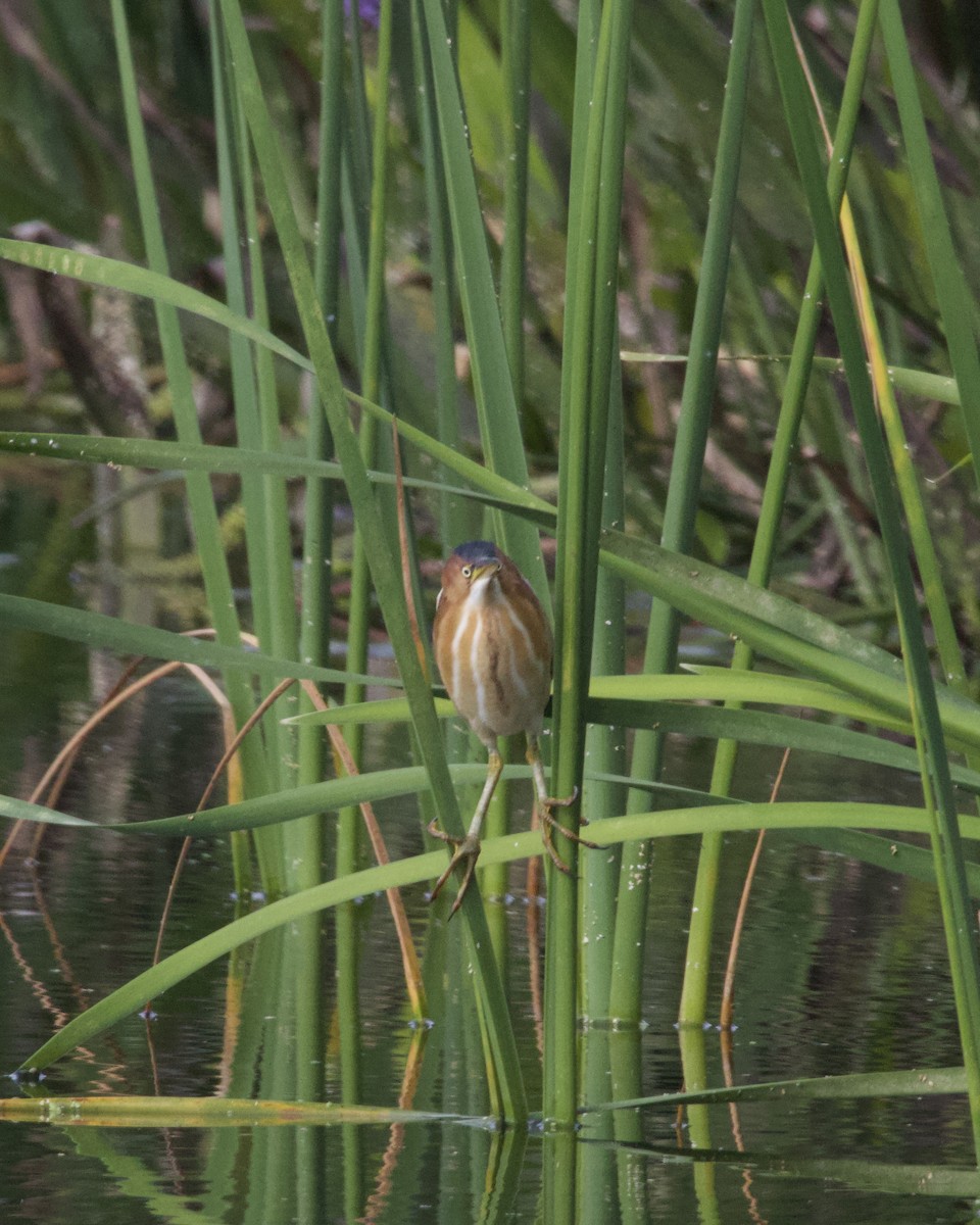 Least Bittern - ML645667260