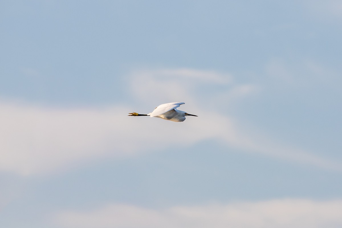 Snowy Egret - ML645667261