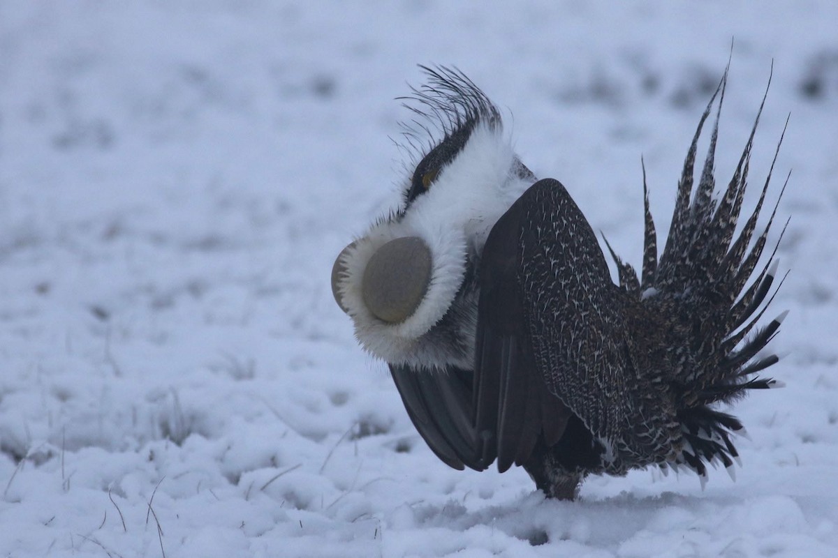 tetřívek pelyňkový - ML645667270