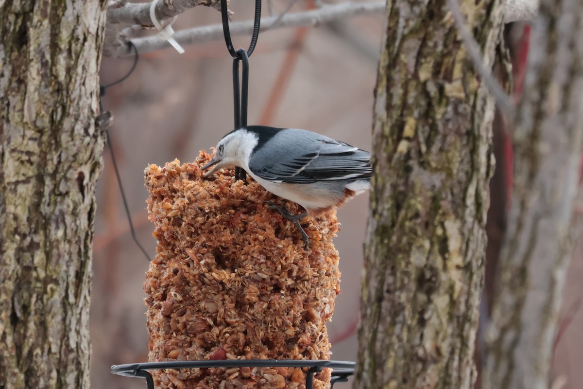 brhlík běloprsý - ML645667272